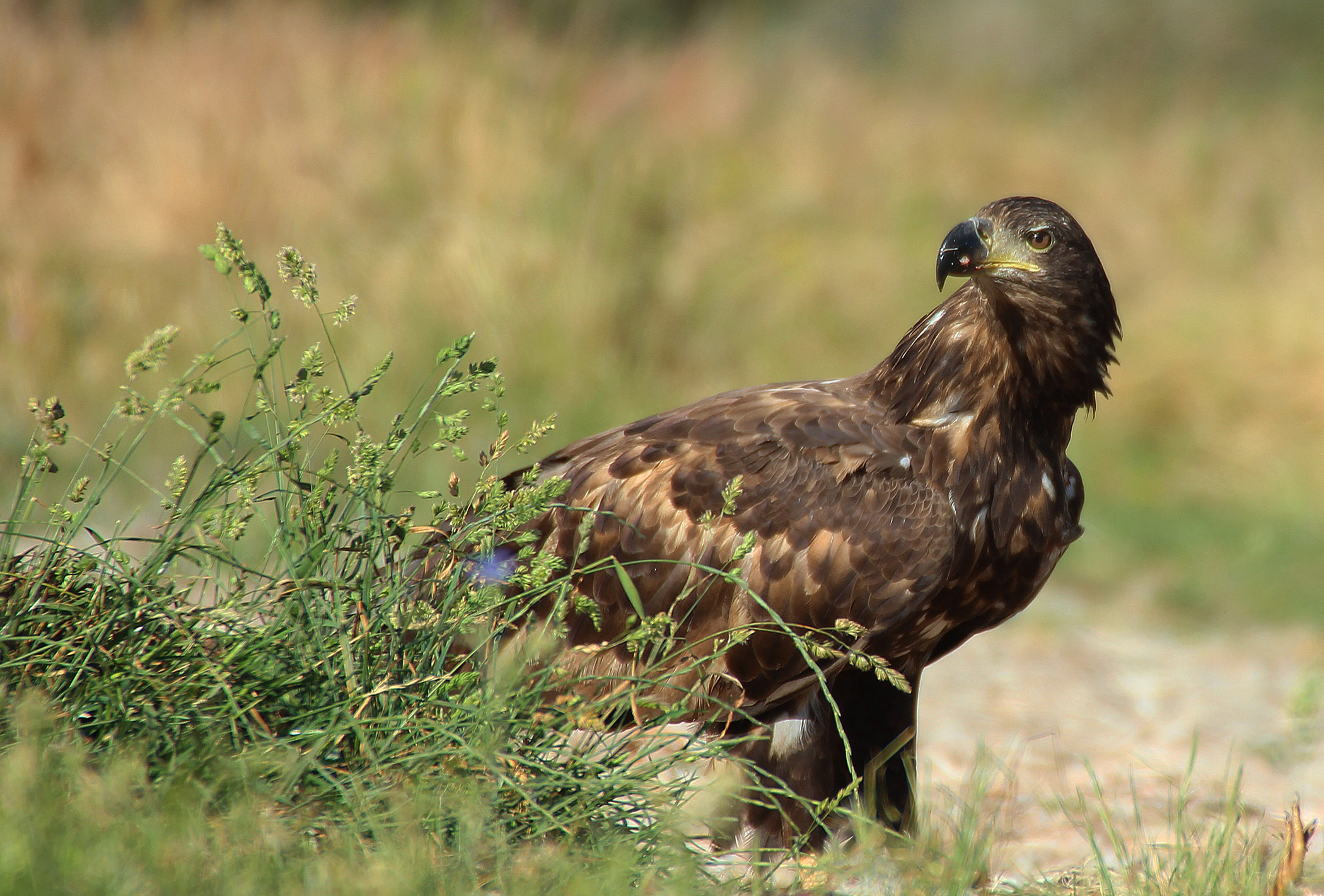 White-tailed Eagle